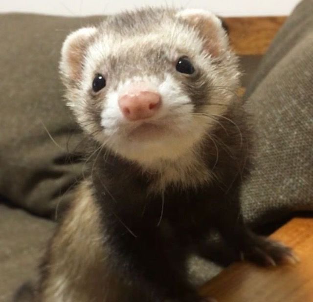 ALYSAL1U's tweet photo. Alysa liu but she’s a ferret https://t.co/Naf0LRwkCd