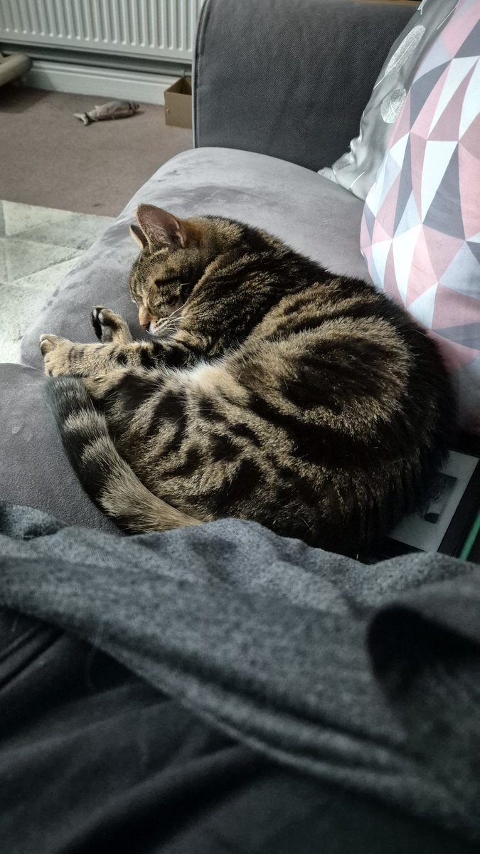 TOPCAT8787's tweet photo. @TheStourbridge Jesse James rescued aged 1 from @WoodgreenPets nearly 17 years old 🐾 https://t.co/YYAIDtkIve