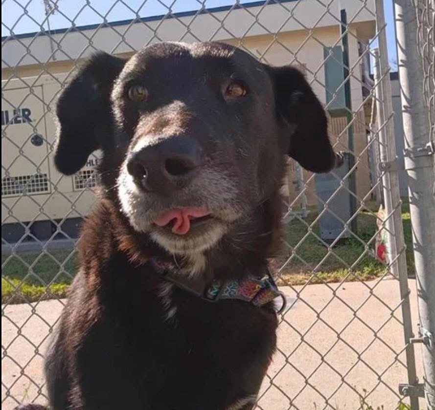 LARRY #A385070 4yo 
Psssst! Can u believe they r talking about KILLING ME!
I didn't do anything wrong, I sure don't want to Die!"
LARRY has stolen my ❤️ 
I see what a treasure he is
Look at HIM,NOW GO SAVE THIS SWEETHEART!
#ADOPT #FOSTER OR #PLEDGE FOR LIFE 💫 
#CorpusChristi