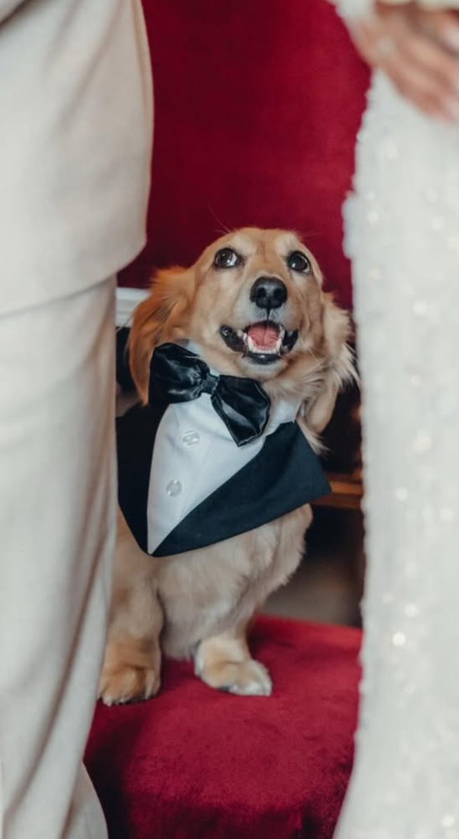 neerod_ink's tweet photo. Le fait que Charles et Alexandra aient mis Léo sur leurs photos de mariage 🥹💖 https://t.co/bi5ouuIu7a