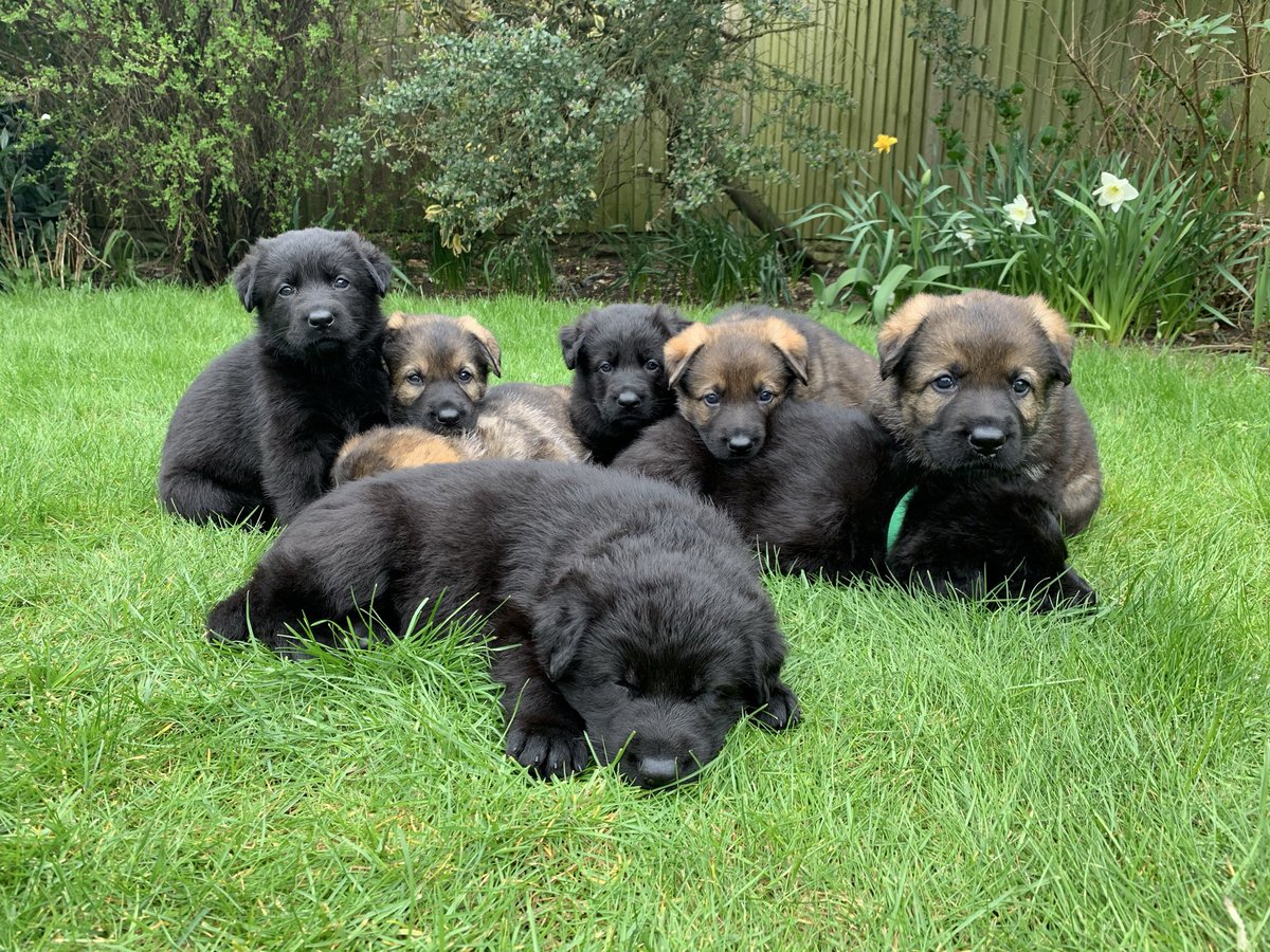 VonBekkas's tweet photo. Happy 5th birthday PD Nero PD Enzo and PD Hunter hope you all have the best day https://t.co/HLQenb1GEV