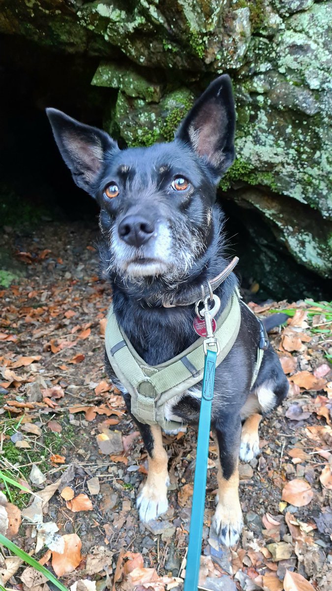 Alces ᛉ tweet media