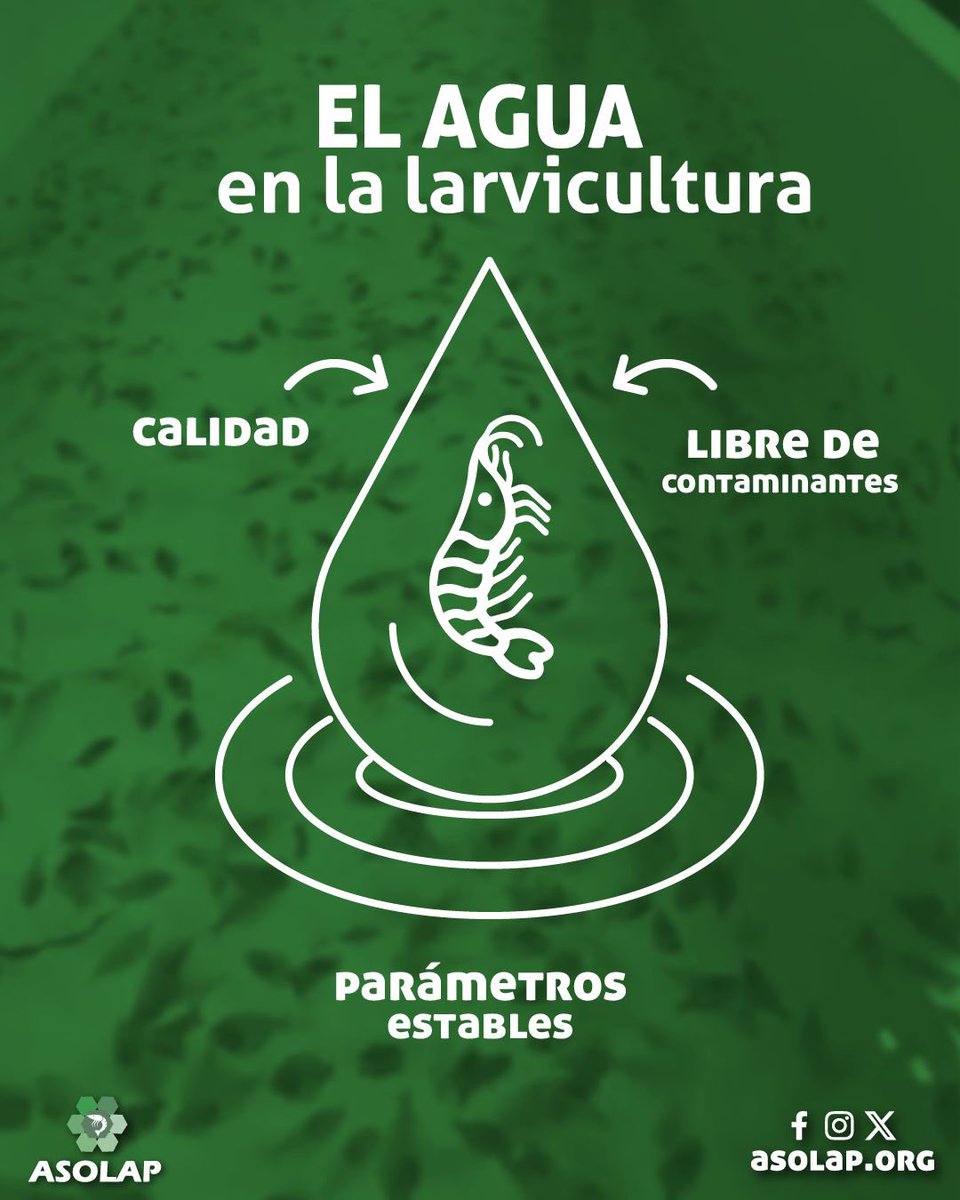 ASOLAP1's tweet photo. El agua es vida. 💧 Mantenerla libre de contaminantes y con parámetros estables es crítico para la supervivencia y el desarrollo exitoso de tus larvas. 🌊🛡️ https://t.co/I5UhgeG1lR