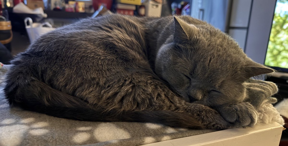 Dolly and Tali tweet media