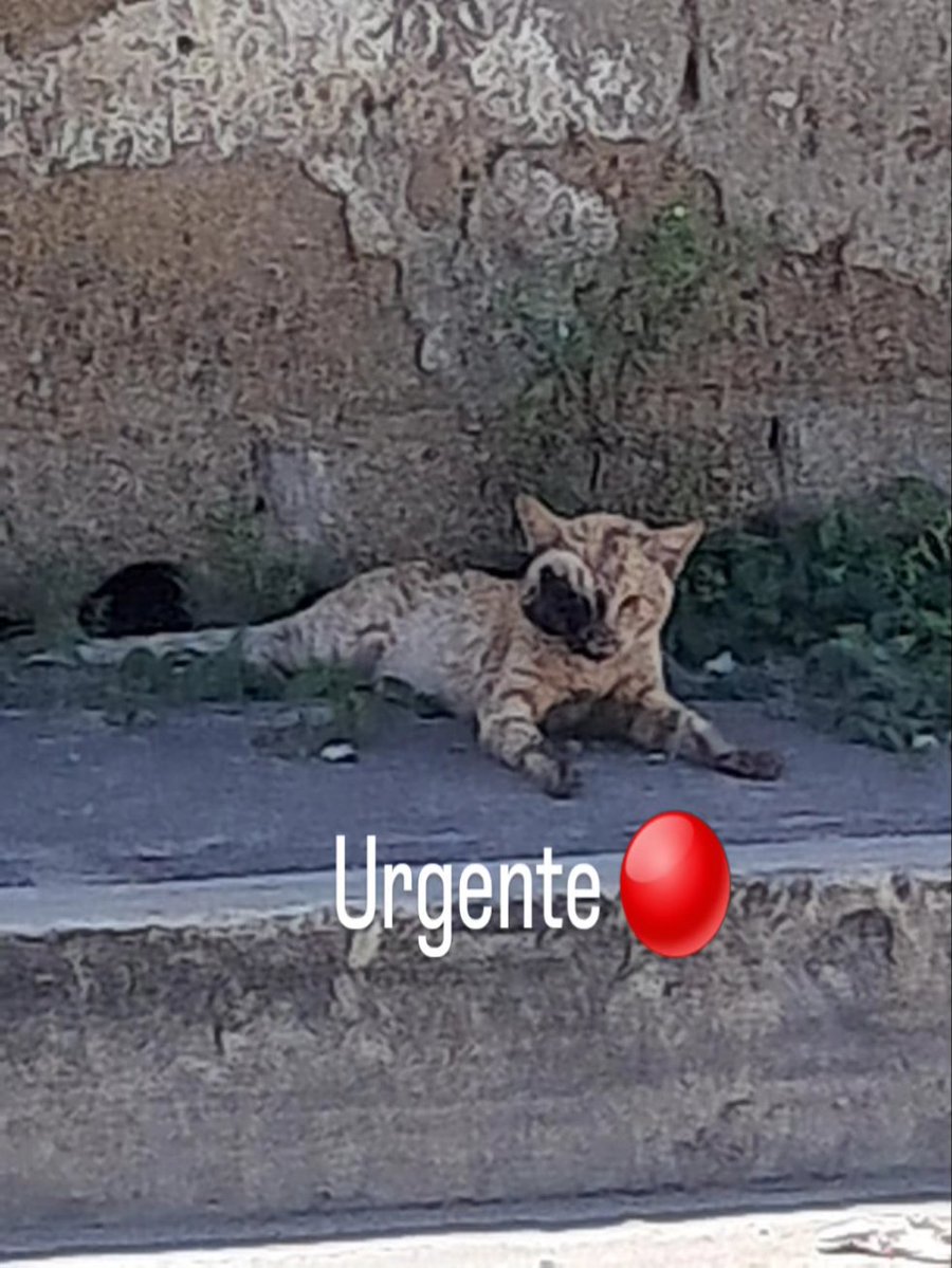 Necesita atención médica urgente. Quien pueda ayudar se transfiere directo a la Clínica Campos Pets 
J 400763240
04248059114
Banplus

Actualmente tenemos deudas de casos pasados no tenemos crédito.

#islademargarita #venezuela