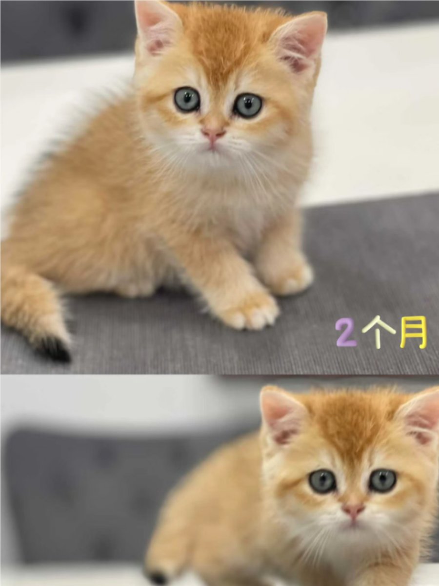 shaileshc58's tweet photo. #宠物成长日记# 小奶猫从蜷成毛球躲纸箱，到跳上桌踩键盘rua猫条，1个月解锁“拆家预备役”成就 原来成长就是把“害怕”换成“好奇”的过程～ https://t.co/VROUbKbDOt