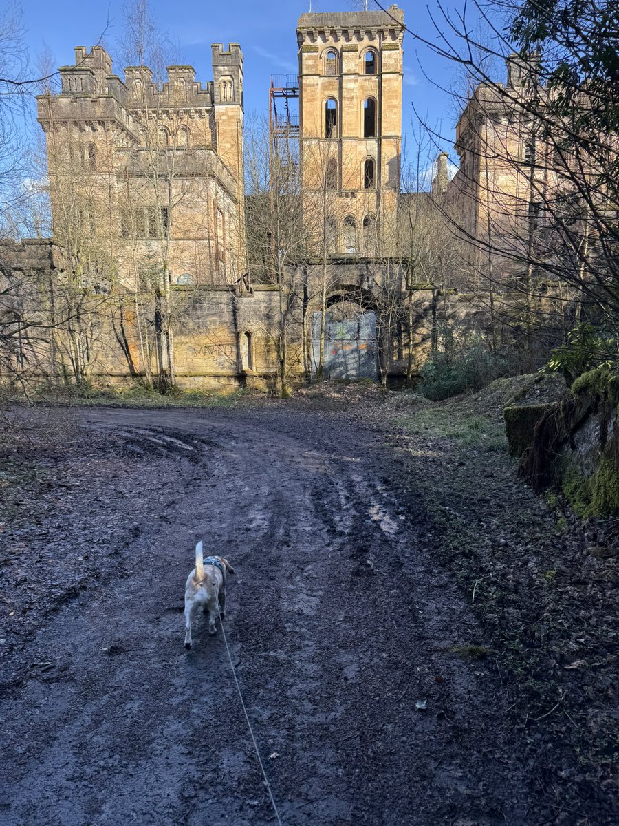 patrick4587's tweet photo. Back the asylum #beagle https://t.co/D331Xf7OZD