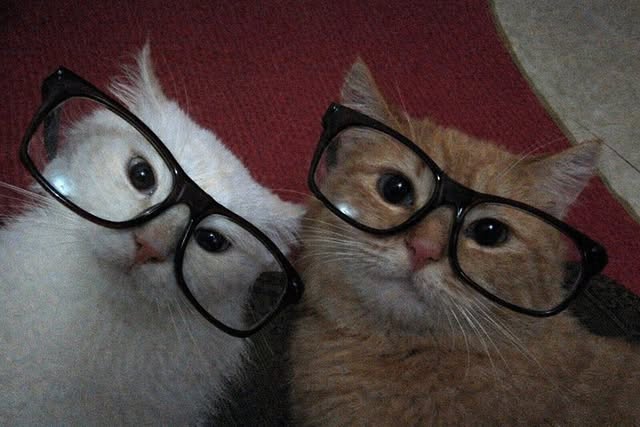 The Pets 𝕏 (@thepetsx) on Twitter photo 