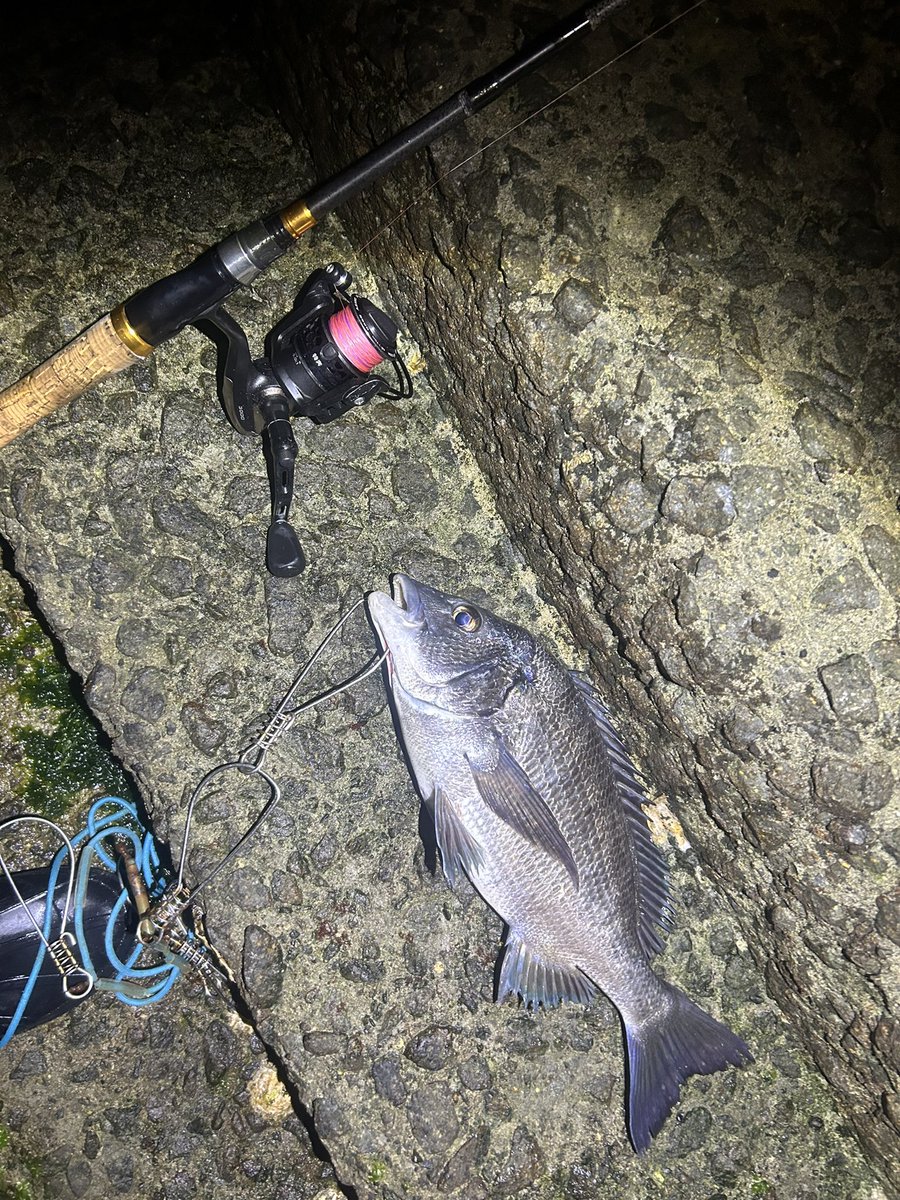 ジギンガーZ SHOTA tweet media