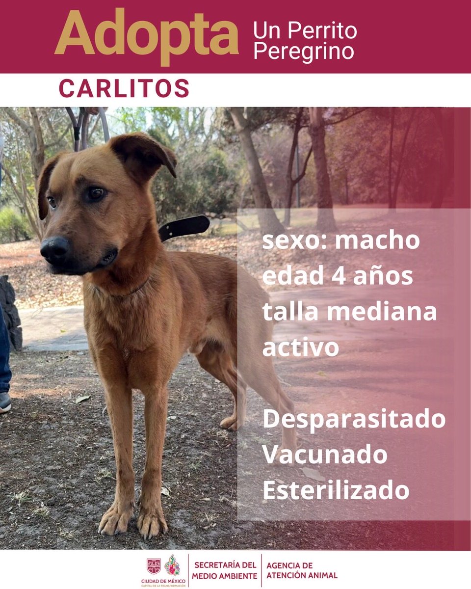 Agencia de Atención Animal tweet media