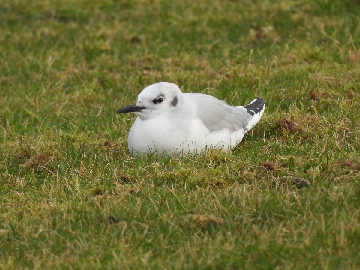 TheBarraDood's tweet photo. The adult Bonaparte’s Gull taking a rest outside the Isle of Barra Hotel this afternoon https://t.co/nEregQlufV