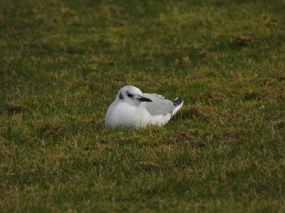 TheBarraDood's tweet photo. The adult Bonaparte’s Gull taking a rest outside the Isle of Barra Hotel this afternoon https://t.co/nEregQlufV