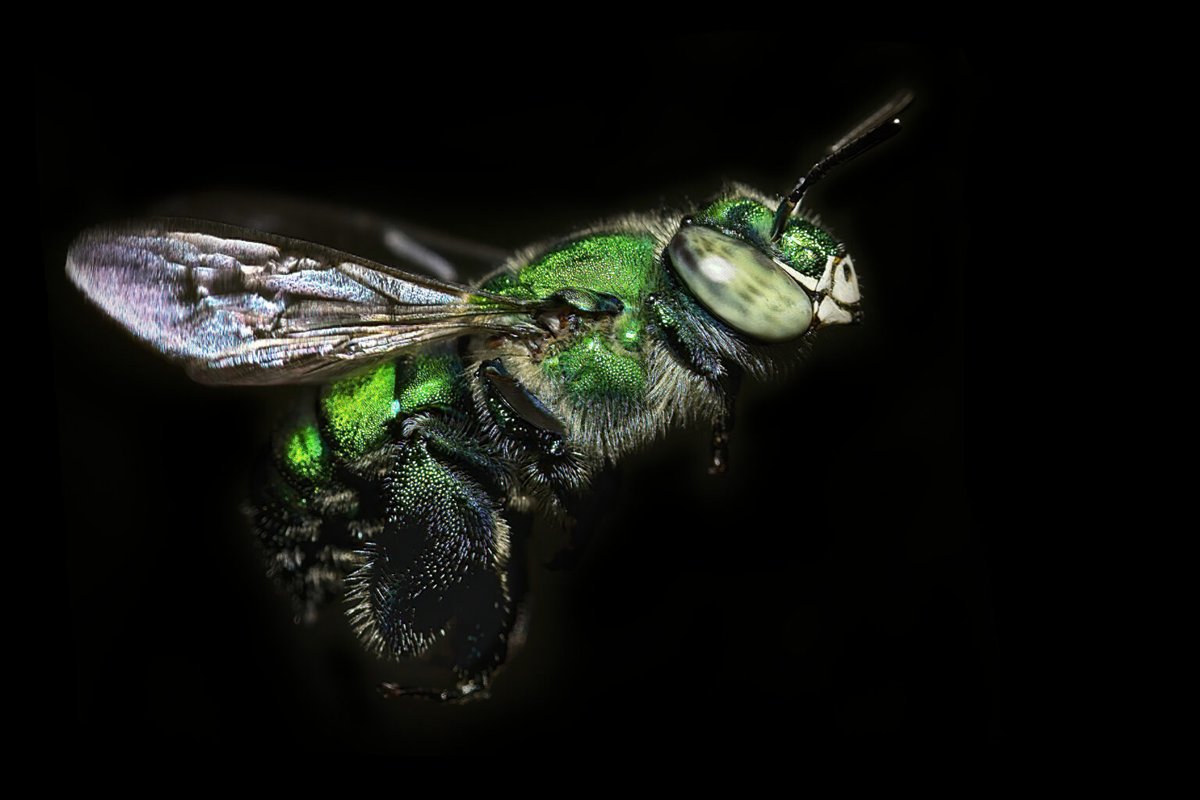 CITRO_UV's tweet photo. Misterio de 300 años resuelto: Científico mexicano descubre la abeja que poliniza la vainilla de forma natural https://t.co/82v4oom7Fs https://t.co/v51lHzNcSa