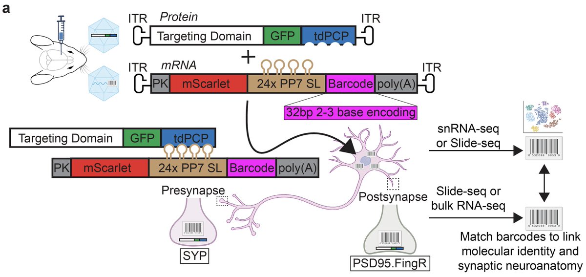 Amanda Urke tweet media