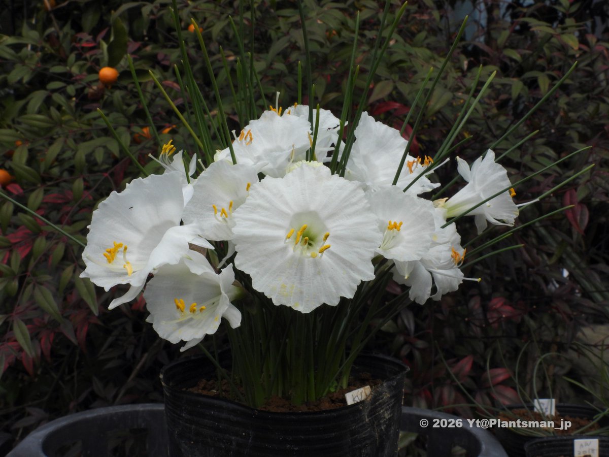 Yt (@Plantsman_jp) / Posts / X