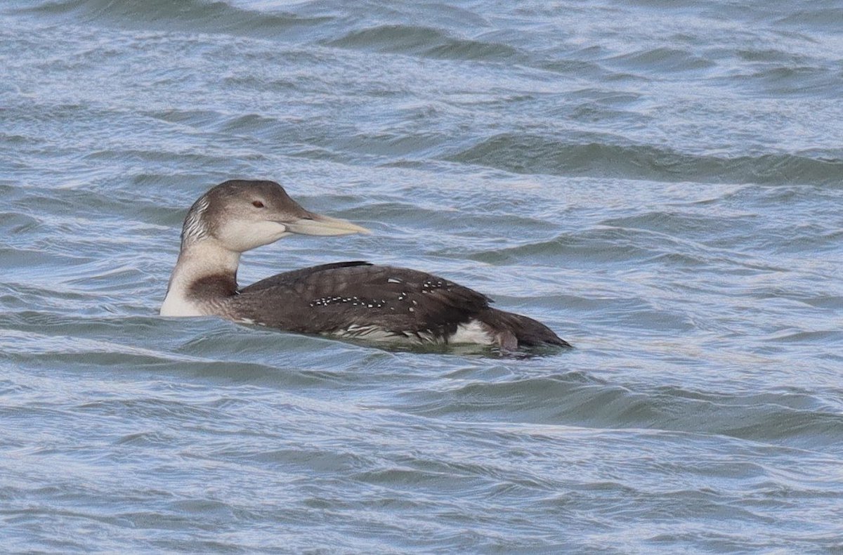 Dave 💙💛 tweet media