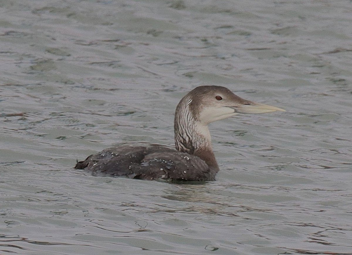 Dave 💙💛 tweet media