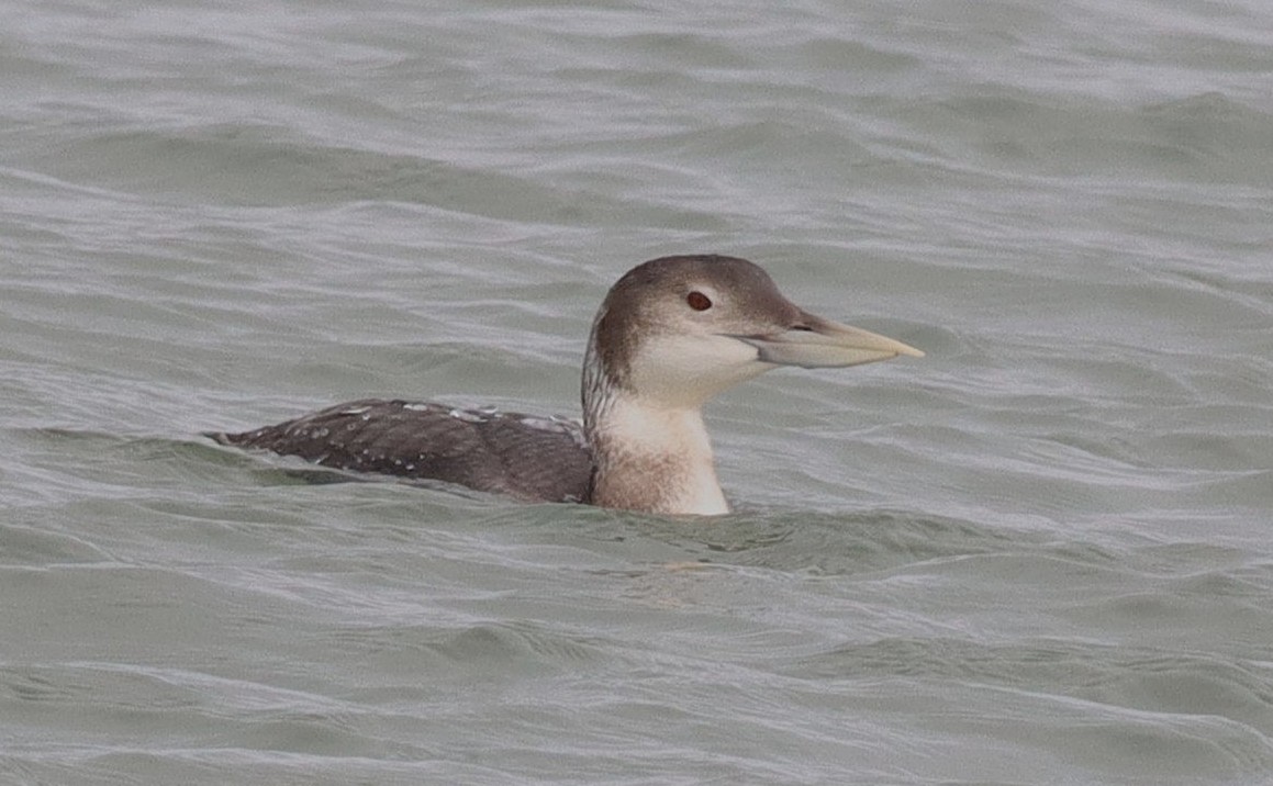 Dave 💙💛 tweet media