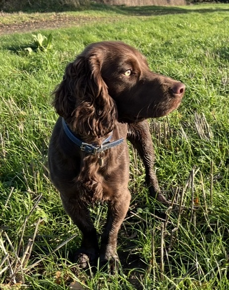 millypod1's tweet photo. BUGSY HOME SAFE. THANKS FOR RT's ๐๐๐พ
๐28 FEB 2026 #Lost Bugsy #ScanMe
Liver Cocker Spaniel Male
#Crundale #CT4 County #Canterbury #Kent
He is a little wary of strangers so no point chasing him https://t.co/eVao4d6dfk https://t.co/aIHqRsI3u0