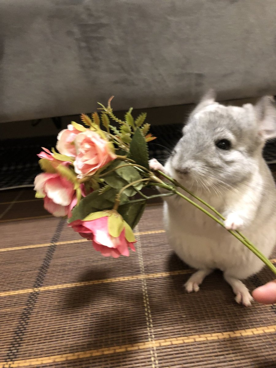 これは初期のアイコンだったえーちー。
ちびこい(*´꒳`*) うちに来て1ヶ月もしない頃だったよ☺️