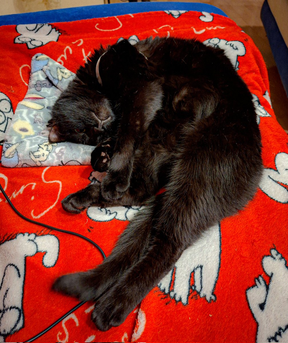 Бачили хутряну креведку? Так от, показую 🦐🐈‍⬛