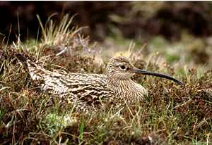 The New Forest - Forestry England tweet media