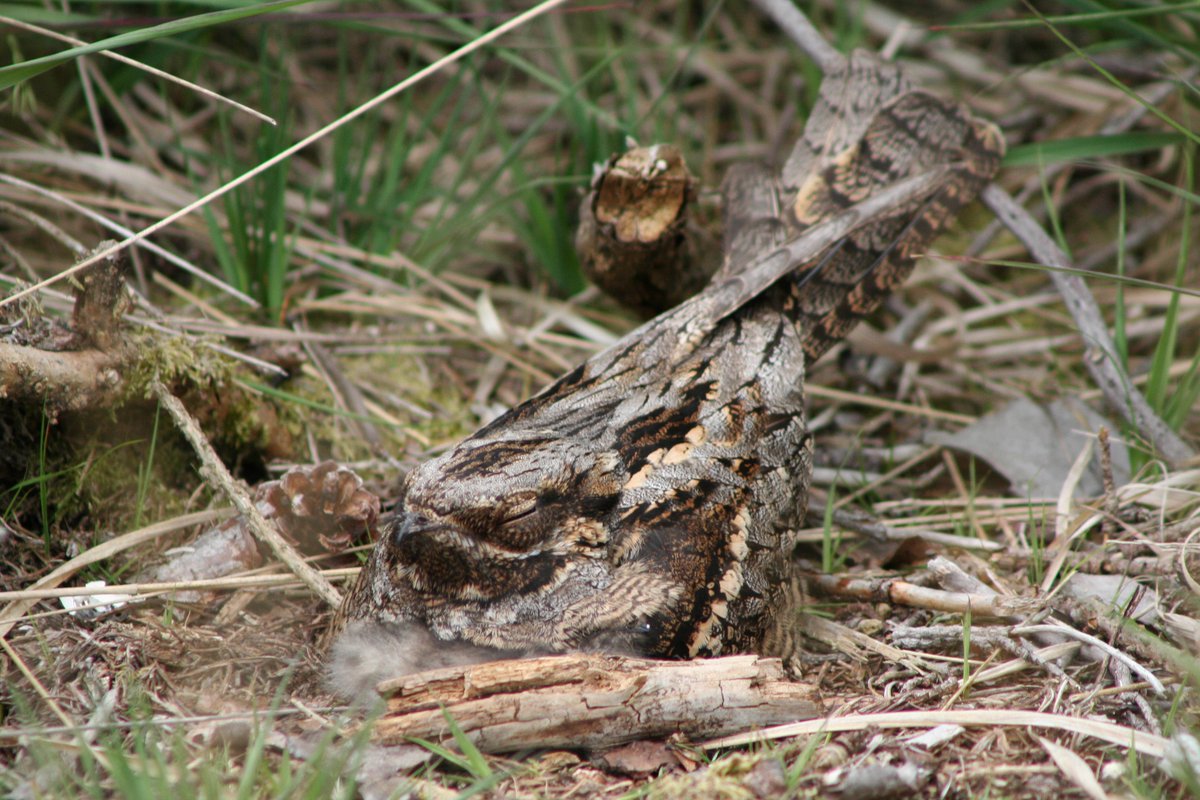 The New Forest - Forestry England tweet media