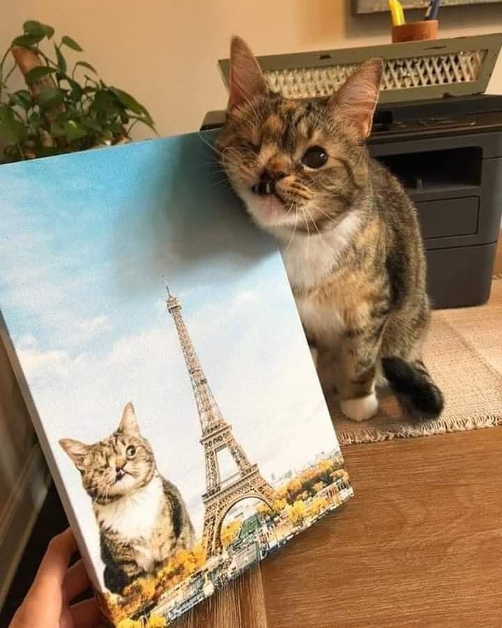 The Cats 𝕏 tweet media