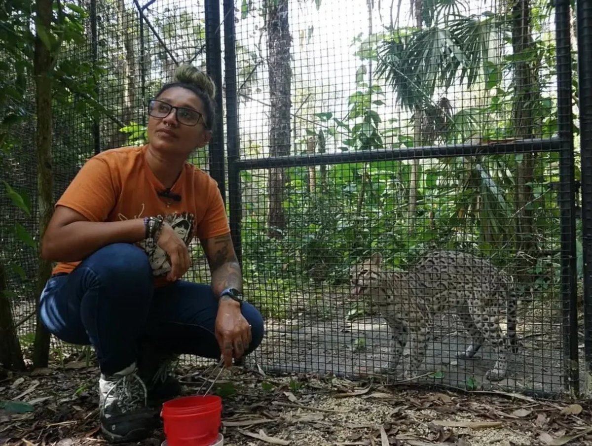 The Belize Zoo and Tropical Education Center tweet media