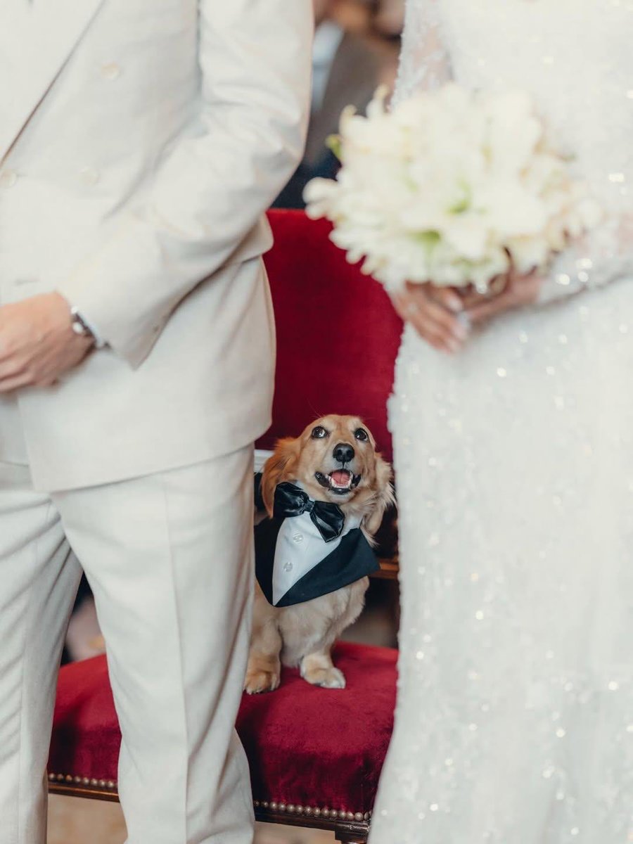 yo no envidio a alexandra, envidio a este cabron: cero preocupaciones, puro ponerse trajecito y guau guau