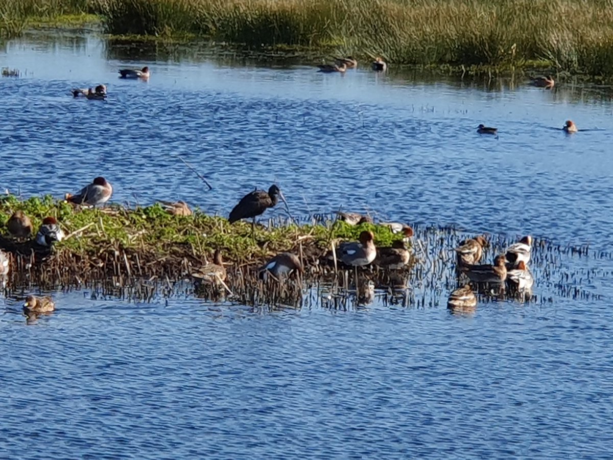 Glossy Ibis showing very well in lovely light on the island in front of the hide, Catcott. Also 1 Peacock Butterfly. Brimstone earlier at Puriton.