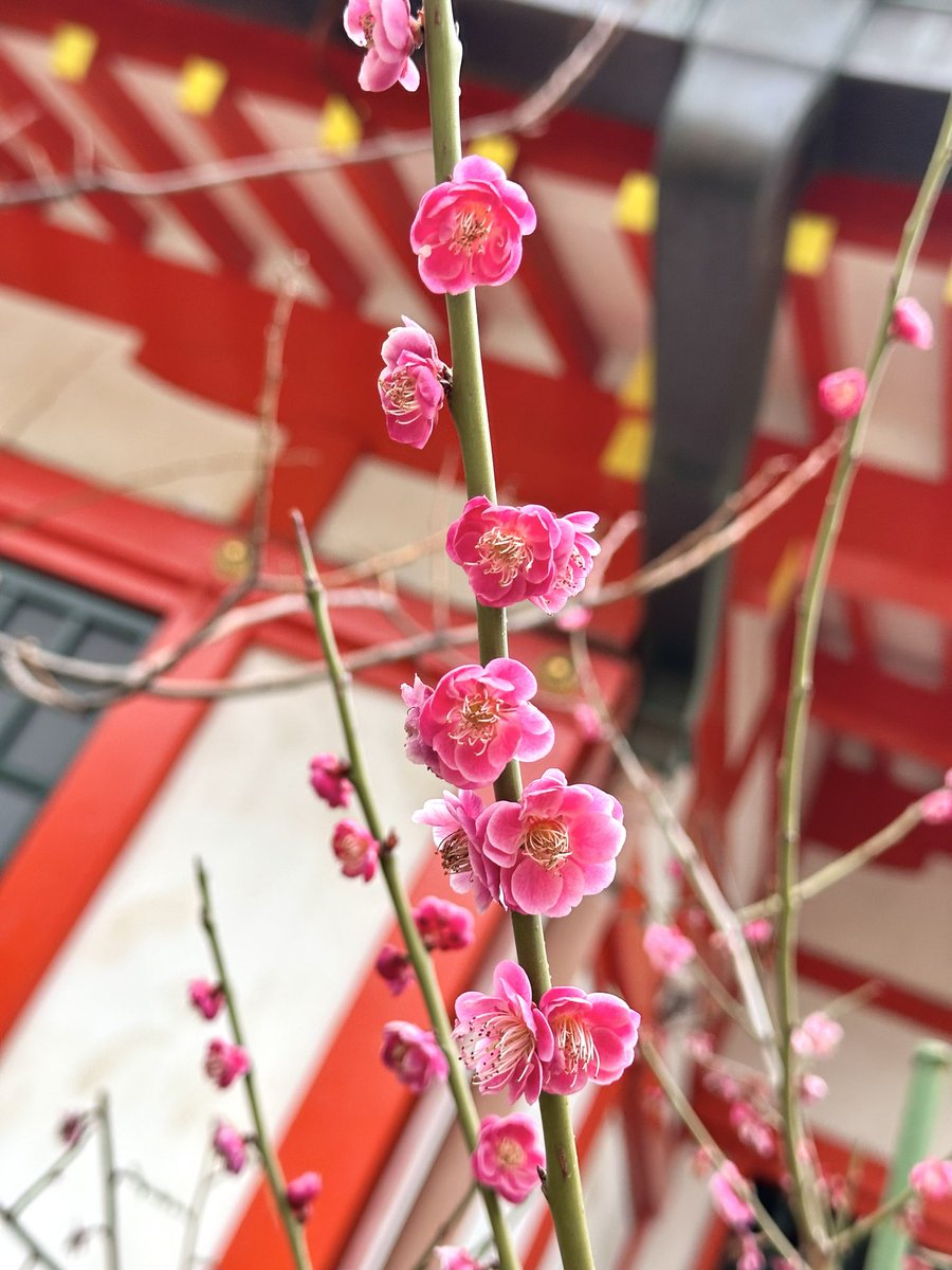 yukieendoo's tweet photo. 近くの神社の梅がほころび始めてる☺️ https://t.co/K5sgf27gbl