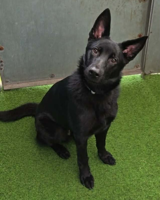 Animal Adoptions UK 🐕‍🦺🐈🐎❤️ tweet media