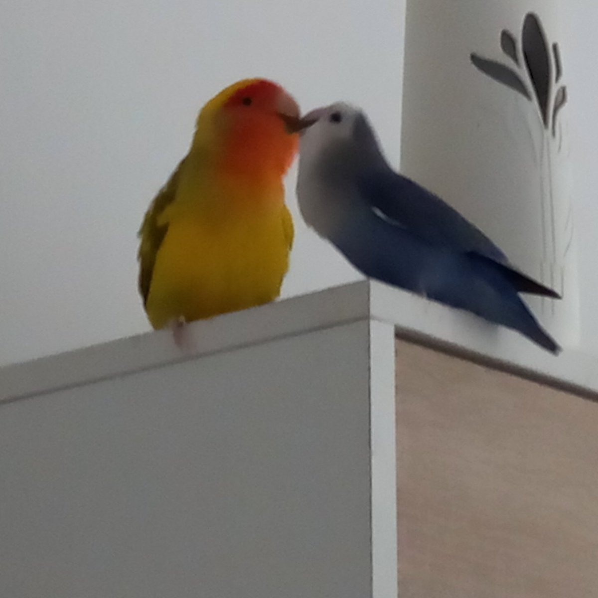 SERAXX's tweet photo. Hoy se han escapado de su jaula dos agapornis en Mollet del Vallès (Barcelona). Adjunto fotos. La amarilla y naranja responde al nombre de Foc i el azul a Núvol. Siempre van juntos.
Qualquier información será bienvenida. Muchas gracias. Teléfono de contacto: 626308322. https://t.co/IM1fsyMBDP