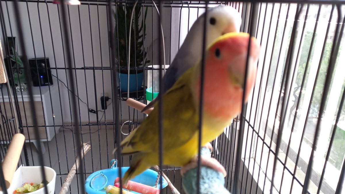 SERAXX's tweet photo. Hoy se han escapado de su jaula dos agapornis en Mollet del Vallès (Barcelona). Adjunto fotos. La amarilla y naranja responde al nombre de Foc i el azul a Núvol. Siempre van juntos.
Qualquier información será bienvenida. Muchas gracias. Teléfono de contacto: 626308322. https://t.co/IM1fsyMBDP