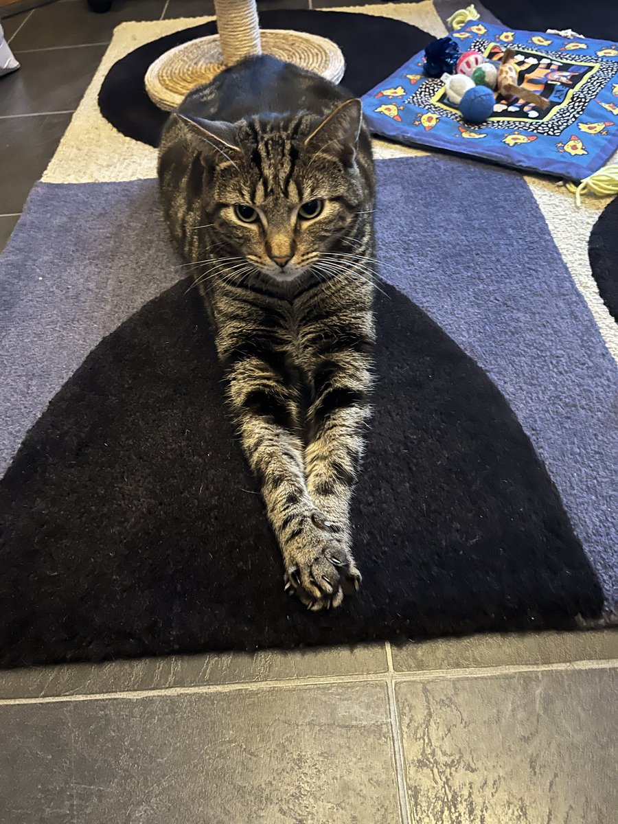 NickiSparling1's tweet photo. #LittleJack will be 4 years old tomorrow 😻 https://t.co/0hiQEeDx5E