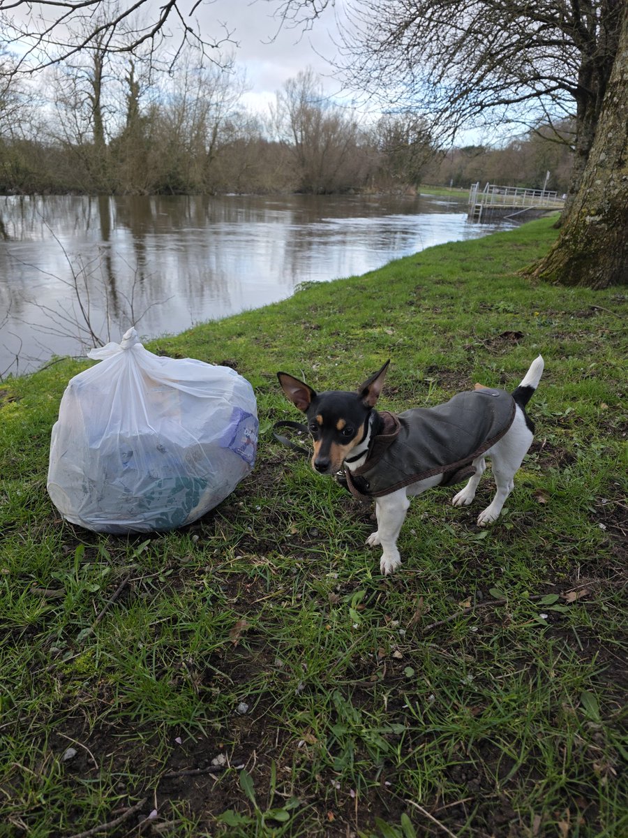 roriain's tweet photo. A beautiful day on the #BarrowTrack with Luna πΎ. Strolling along while picking up #litter, from Bagenalstown picnic area to Rathellin lock. Coltsfoot. #LeaveNoTrace #adoptaspot https://t.co/GuzbLAumXZ