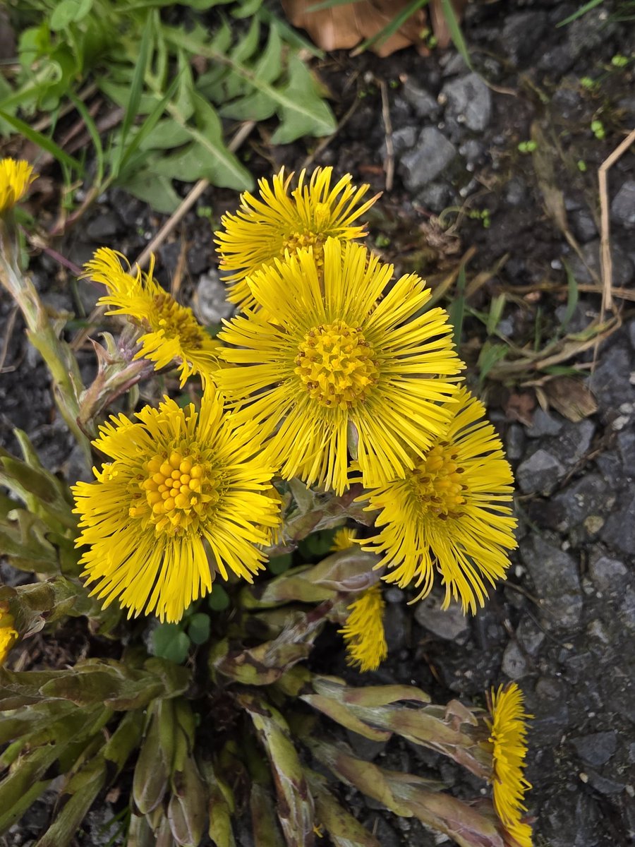 roriain's tweet photo. A beautiful day on the #BarrowTrack with Luna πΎ. Strolling along while picking up #litter, from Bagenalstown picnic area to Rathellin lock. Coltsfoot. #LeaveNoTrace #adoptaspot https://t.co/GuzbLAumXZ