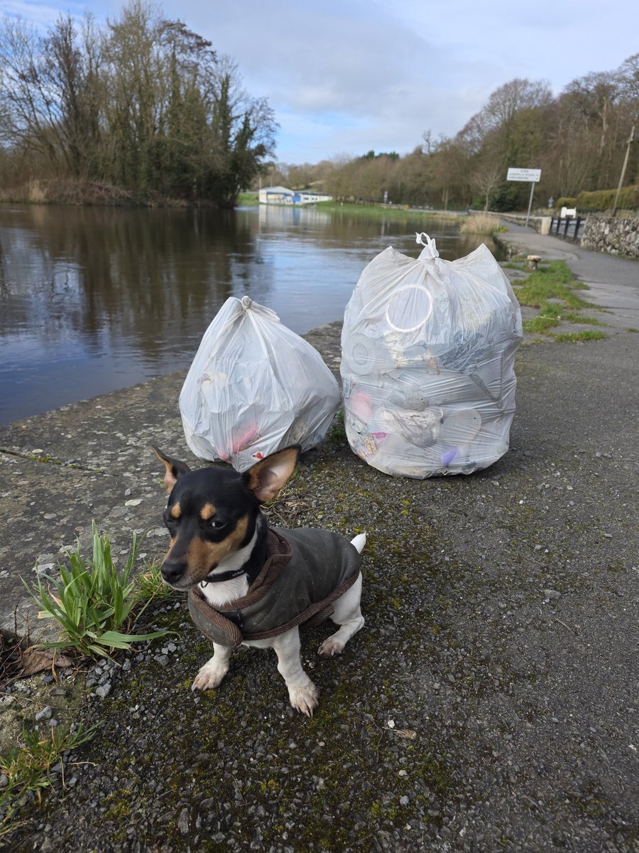 roriain's tweet photo. A beautiful day on the #BarrowTrack with Luna πΎ. Strolling along while picking up #litter, from Bagenalstown picnic area to Rathellin lock. Coltsfoot. #LeaveNoTrace #adoptaspot https://t.co/GuzbLAumXZ