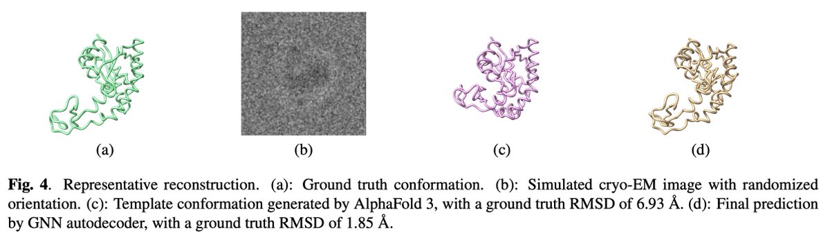 mweber_PU's tweet photo. Can we reconstruct heterogeneous protein conformations from cryo-EM data while respecting molecular geometry? We present a geometry-aware framework that models atomic backbones as graphs and uses a GNN autodecoder to map per-image latents to 3D deformations of a template structure. Our results show that geometric inductive biases lead to higher reconstruction accuracy.

Led by Jonathan Krook, Axel Janson. More details here: https://t.co/ZalGPKFIAz