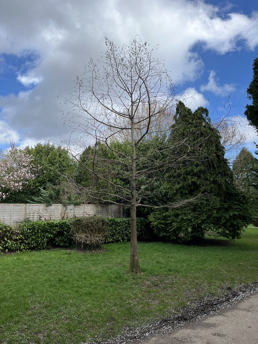 Exeter Trees tweet media