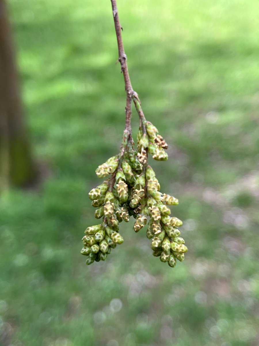 Exeter Trees tweet media