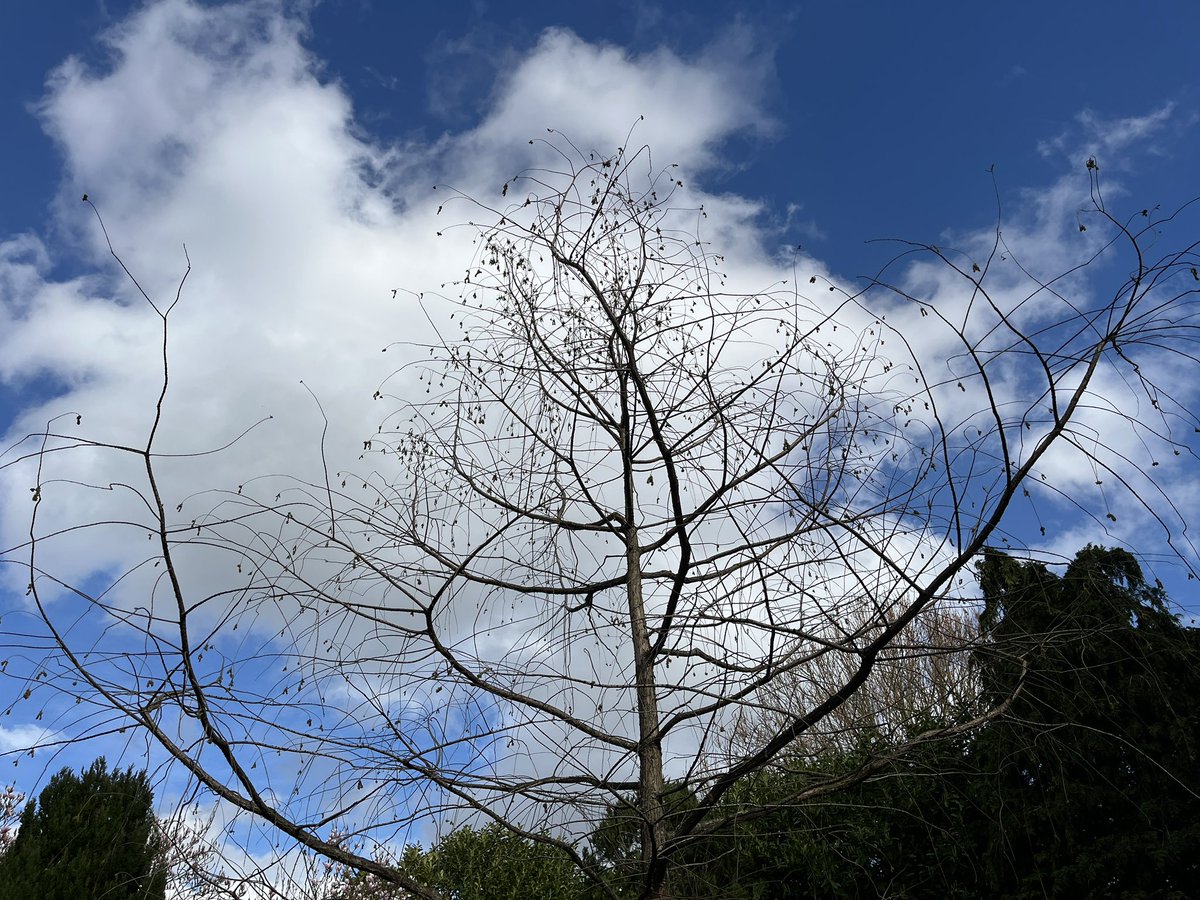 Exeter Trees tweet media