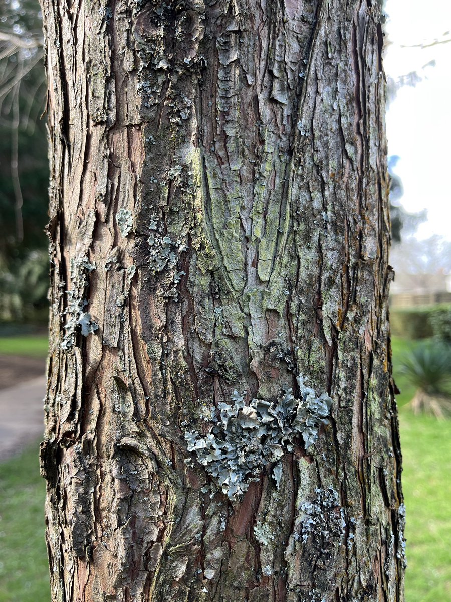 Exeter Trees tweet media