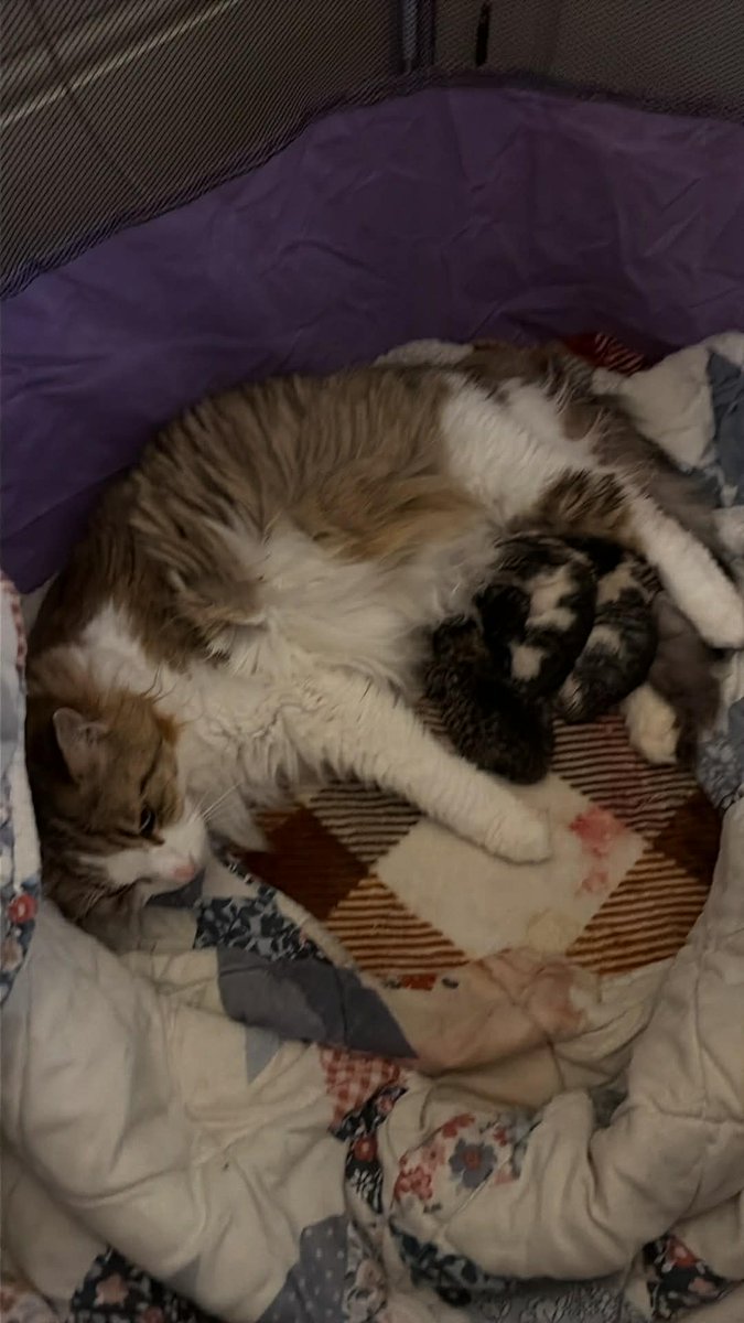 The Driver tweet media