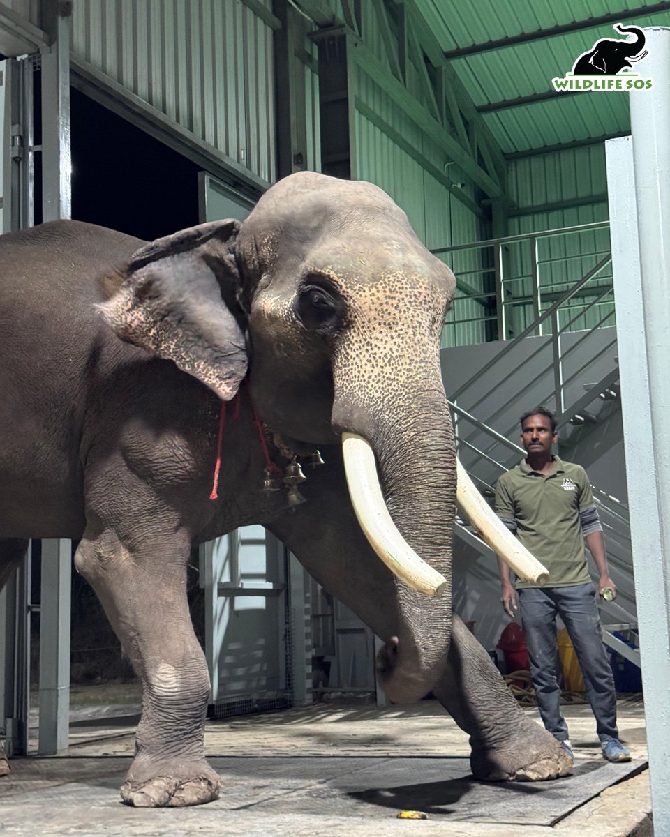 Wildlife SOS tweet media