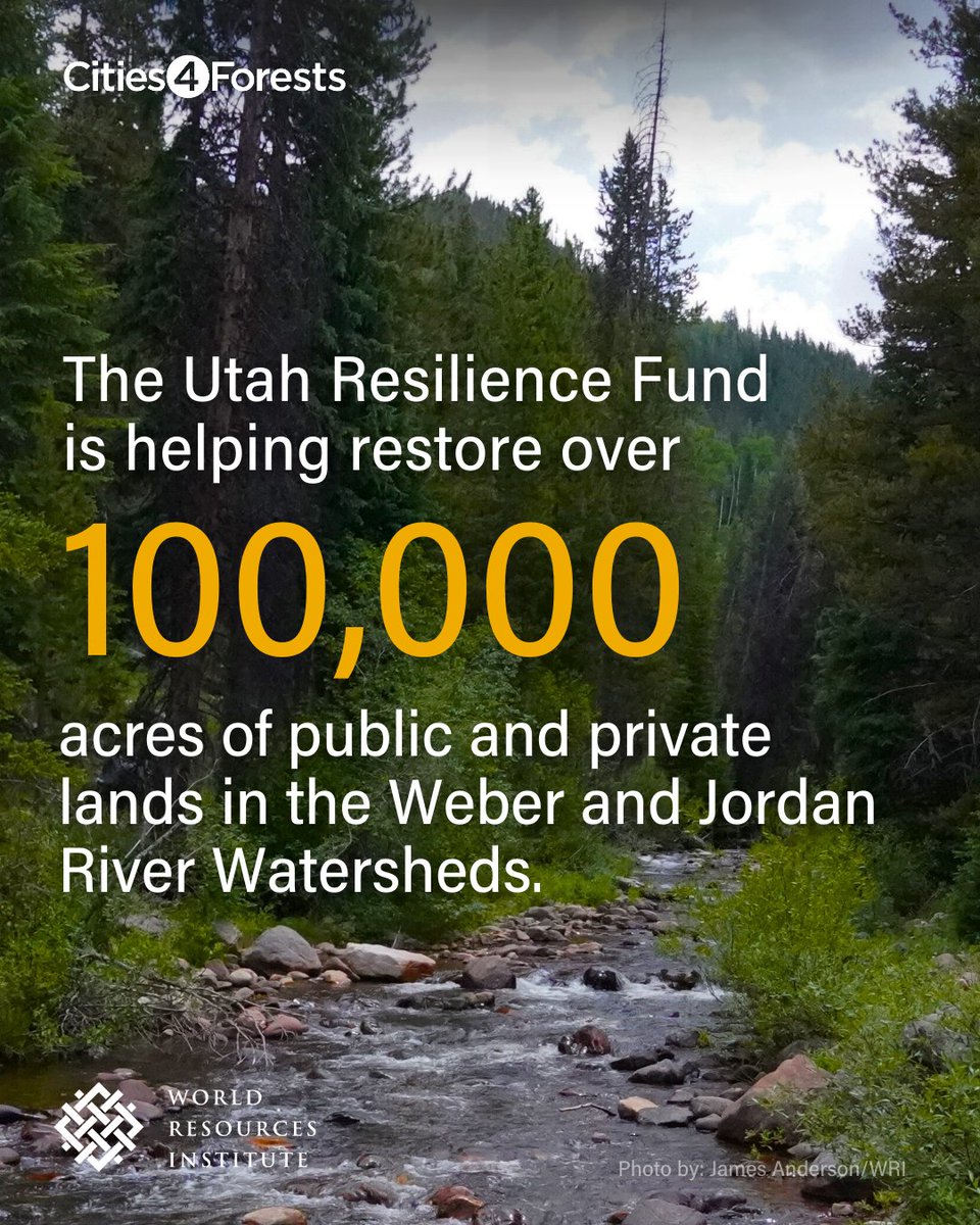 Cities4Forests's tweet photo. The secret to the Resilience Fund's success? Collaboration. 🤝

Traditional funding methods are limited, but when public, private, and philanthropic partners pool their money together, they can mitigate disaster and get the job done. 👷📈 

Learn how from the link in our bio. 🔗 https://t.co/WBdv1JKCUR