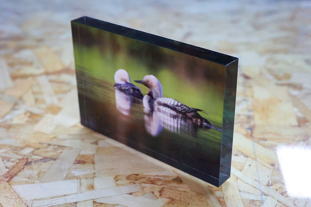 BumbleJax's tweet photo. Some moments deserve to be seen from every angle.
Two loons, perfectly still, perfectly together — the depth of an acrylic block brings a quiet scene like this to life in a way a screen never could.
#bumblejax #acrylicprint #fineartprinting #seattleart #naturephotography https://t.co/Swoa54CiI2