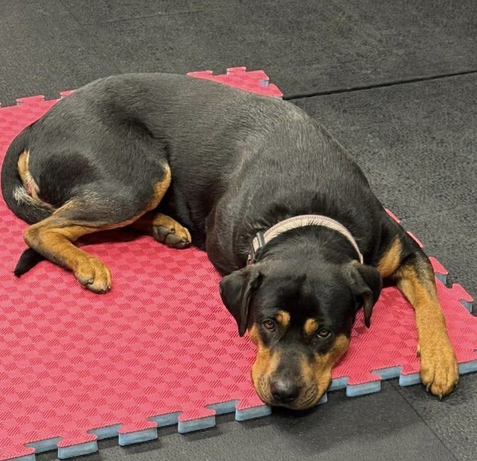 millypod1's tweet image. 🆘1 MAR 2026 #Lost Ruby #ScanMe
Rottweiler Cross Female
Bunkers Park area #HemelHempstead 
#Hertfordshire #HP3
doglost.co.uk/dog/202282