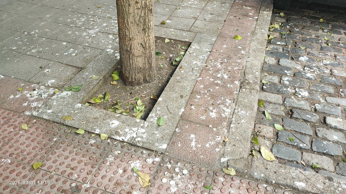 Cactus Monkey tweet media